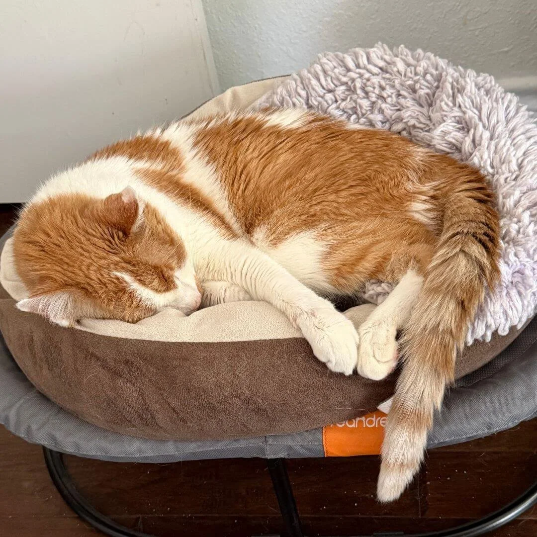 Cat sleeping in bed