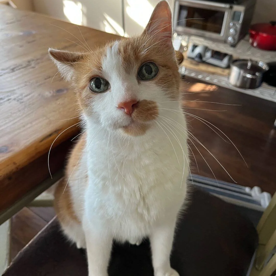 Cute cat looking at camera
