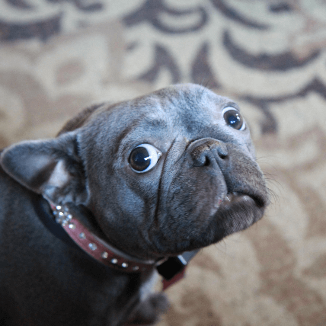 Scared dog with whale eye
