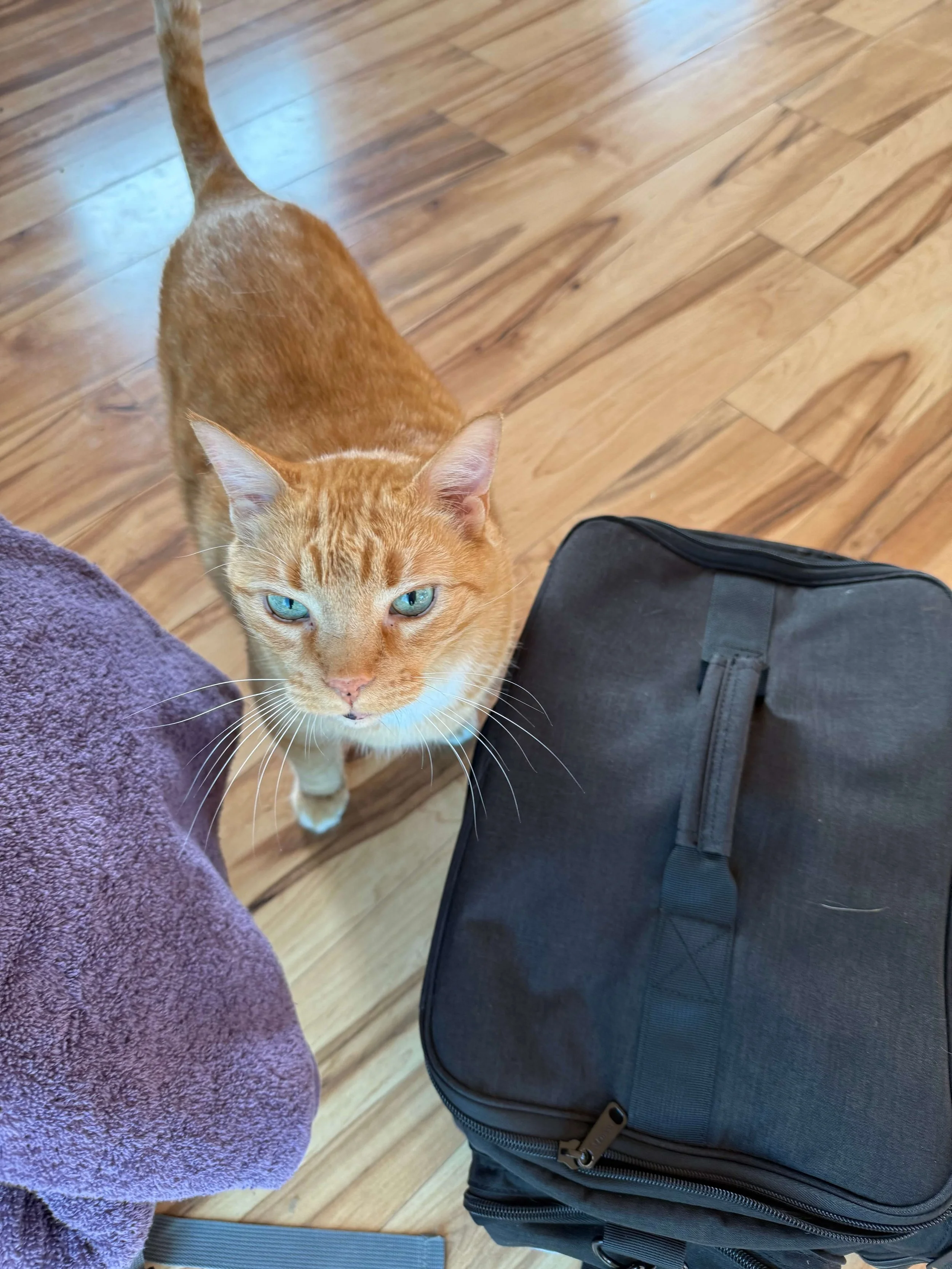 austin-tx-cat-vet.jpeg