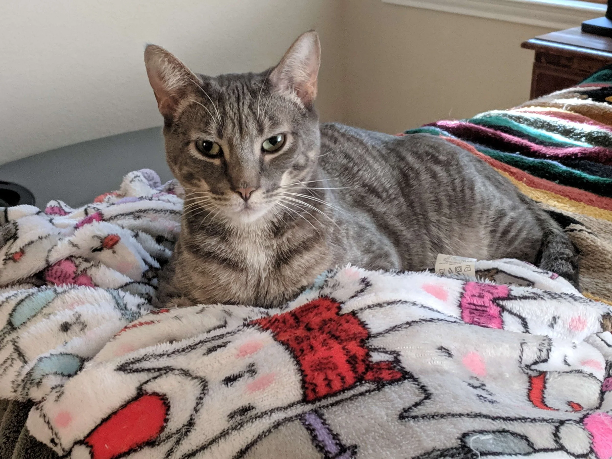 Grey tabby cat on blanket