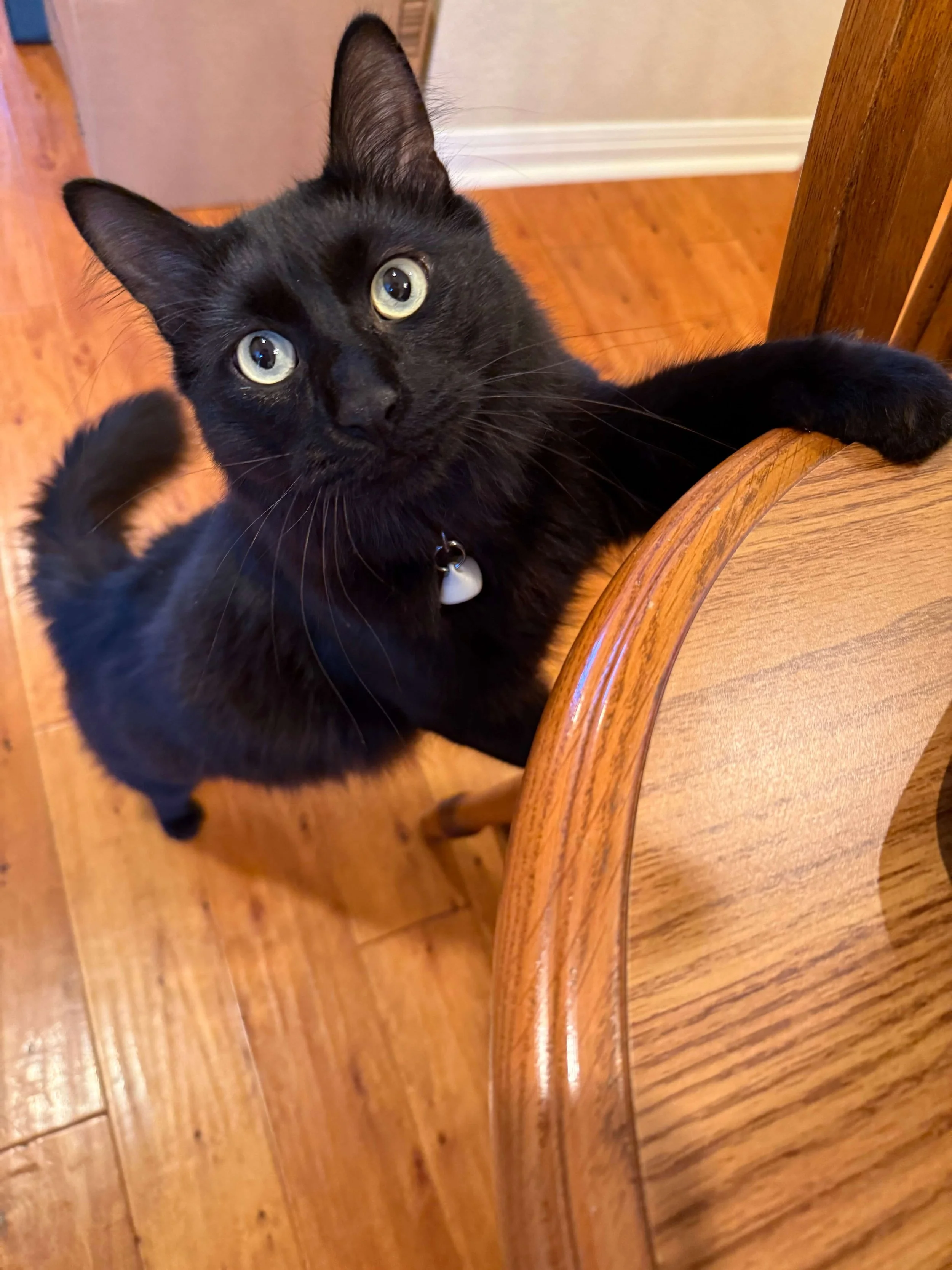 Black cat Austin mobile vet.jpeg