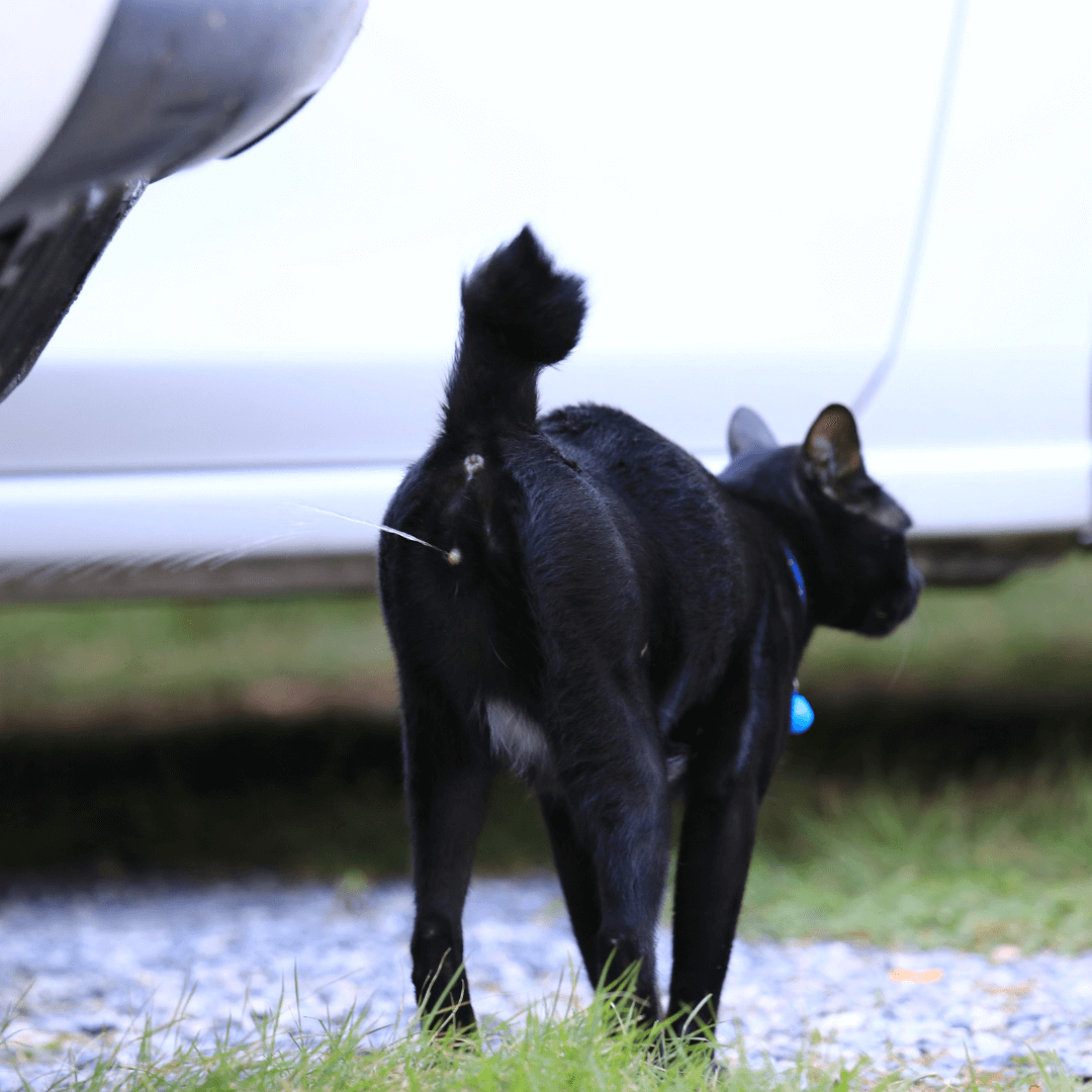 Cat spraying urine in the air