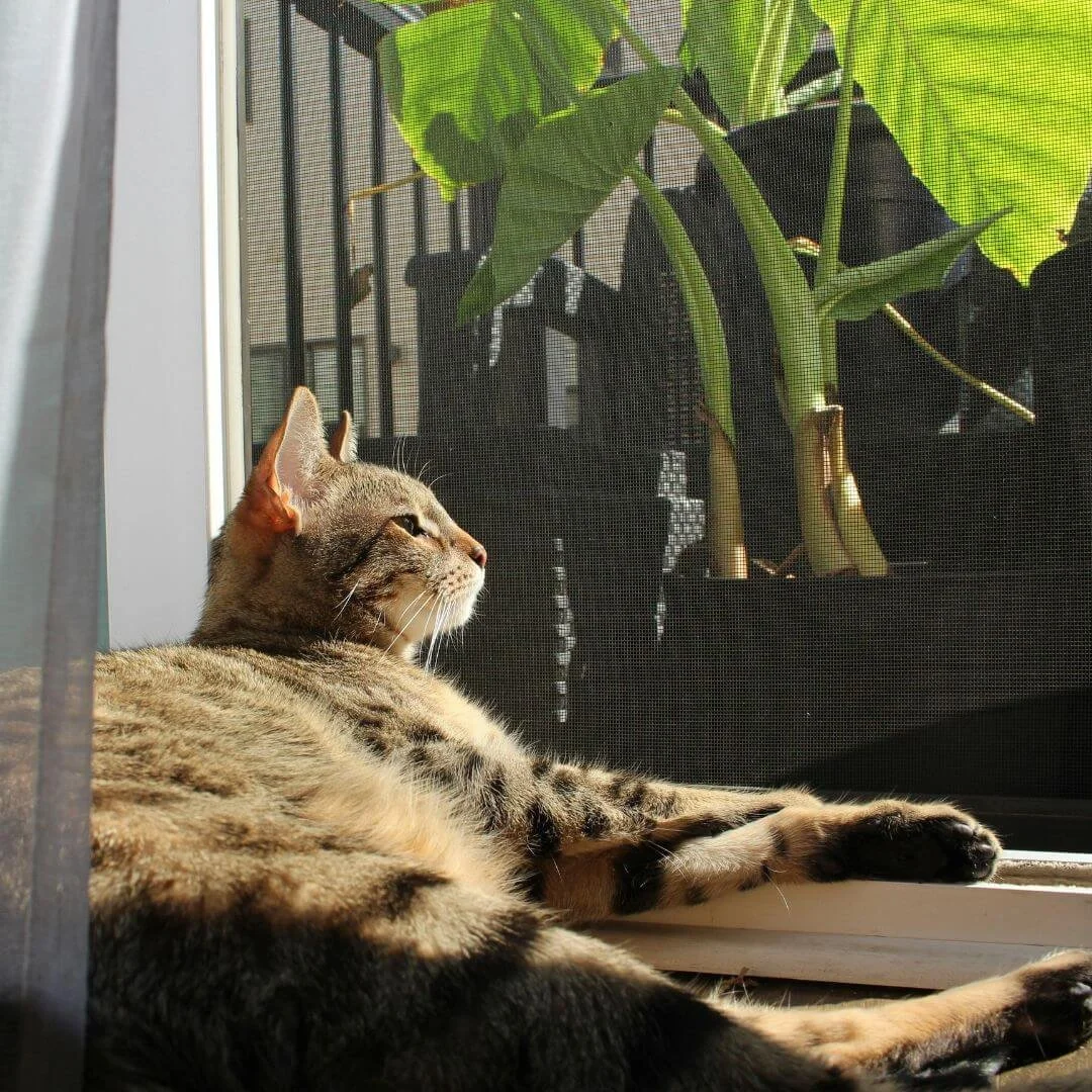 Senior cat sunbathing through screen door for outdoor enrichment