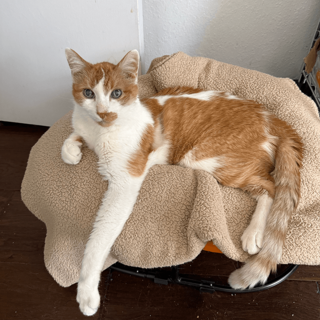 Calm white and orange cat resting comfortably — the goal of a successful second cat introduction