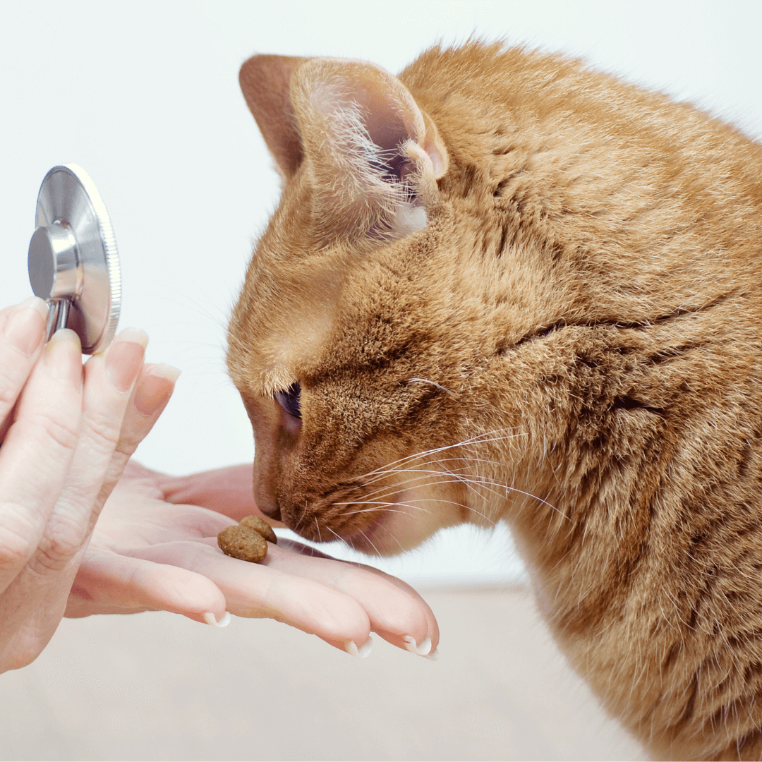 Curated visual reference: Feline Anxiety Relief Wearable With Confidence Building Reference: Stress Matters The Emotional Toll Of Feline Vet Visits
