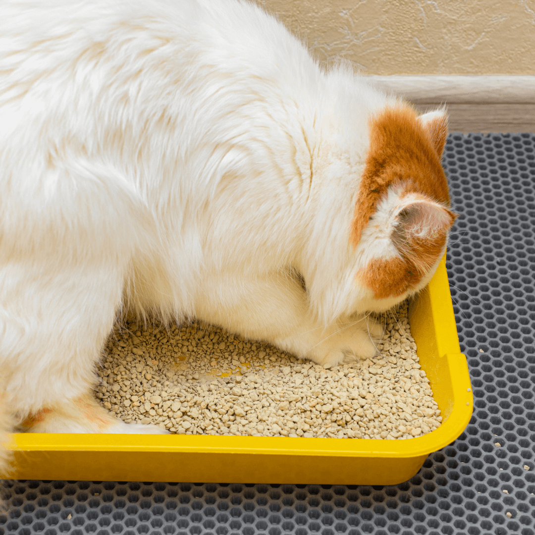 anti splash dog water bowl All Fur You Anti-Splash Dog Water Bowl 2L  Habitat Pet Supplies
