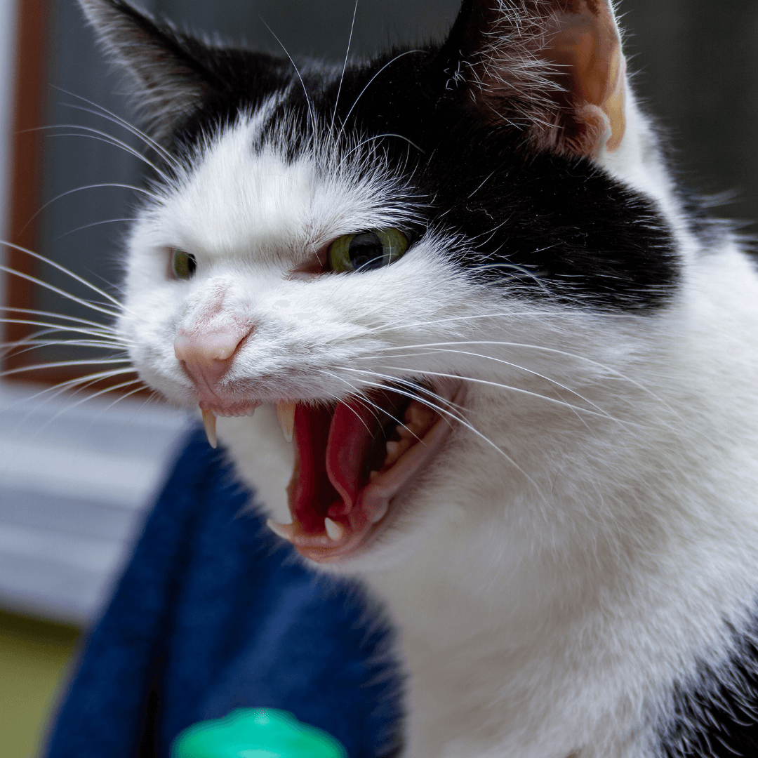 Scared cat hissing at threat