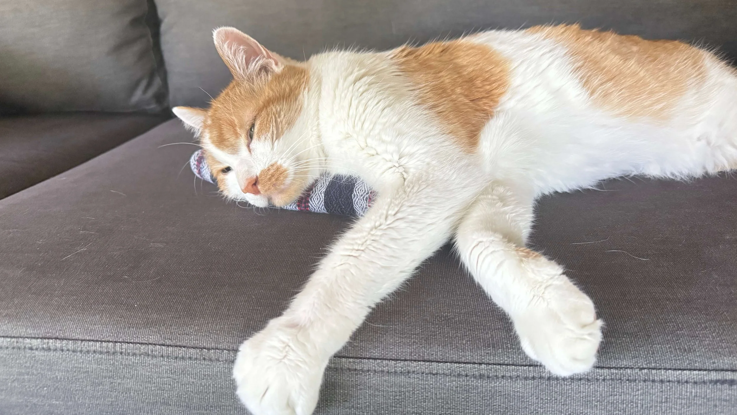 Bored cat needs enrichment