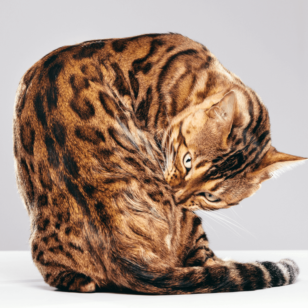 Cat grooming stress