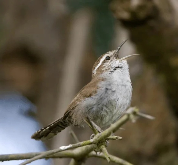 Wren singing — contact My Family Cat Austin TX cat behavior vet