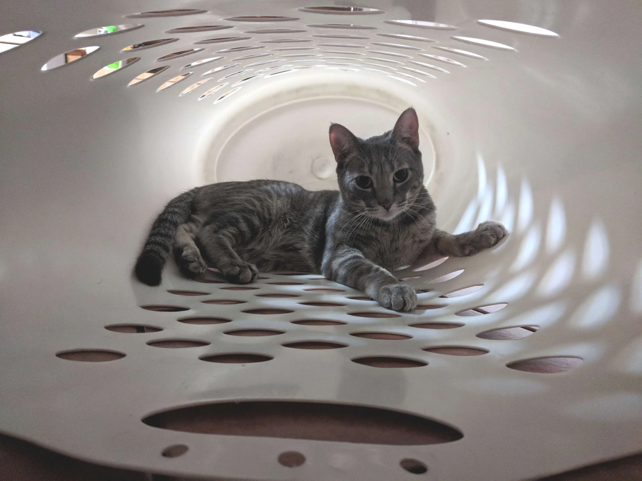 Cute tabby cat in laundry basket