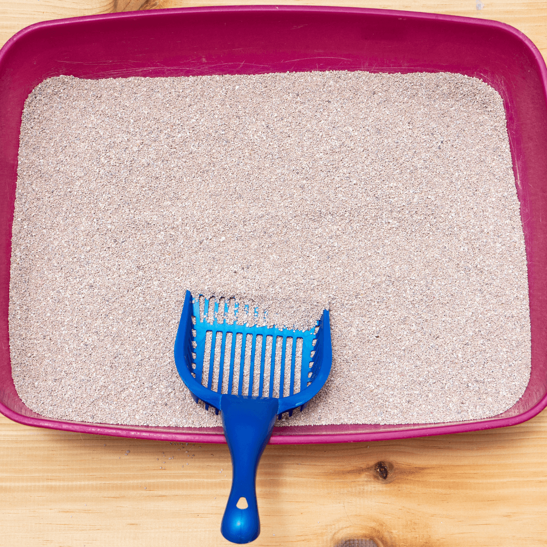 Cat litterbox problem