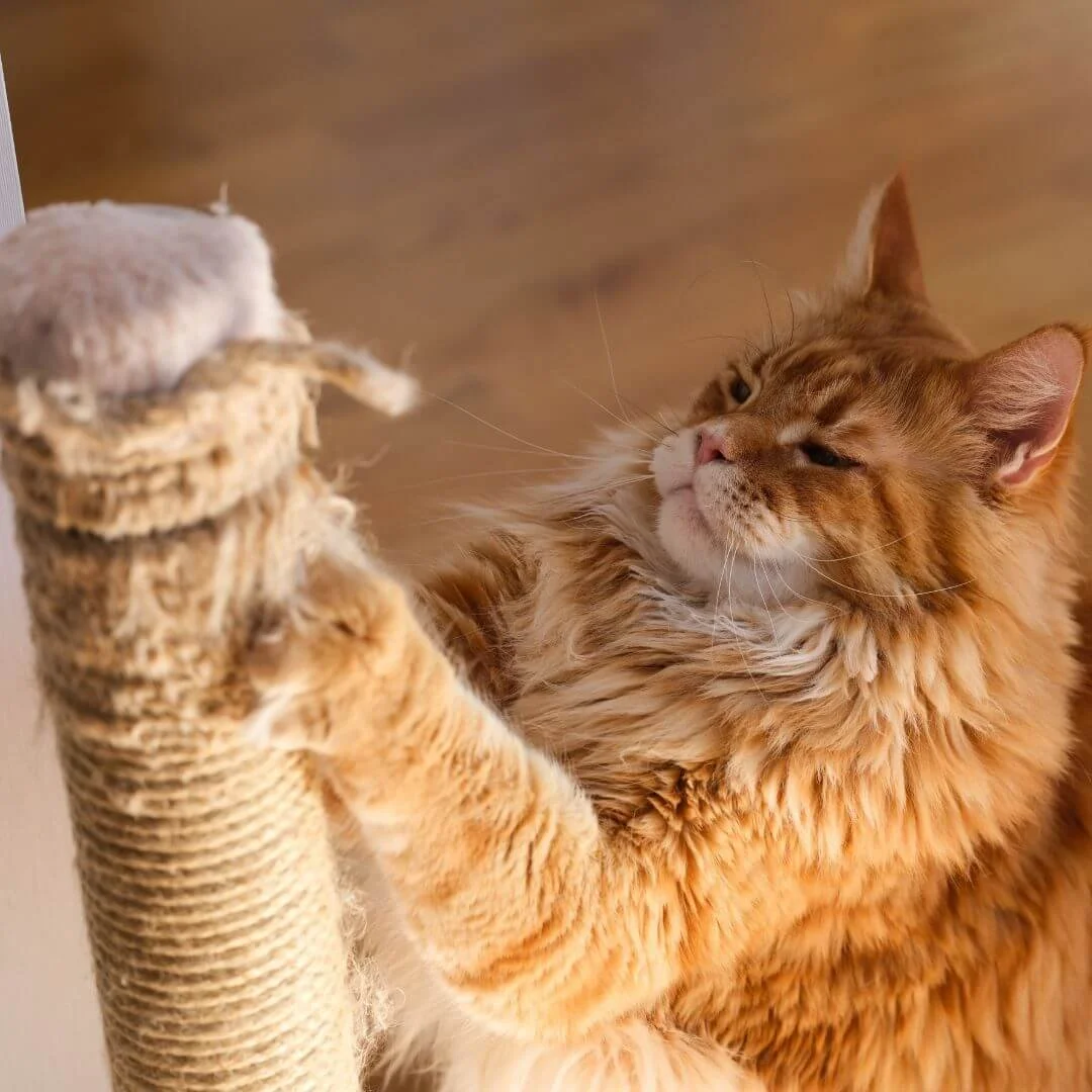 Cat scratching sisal post