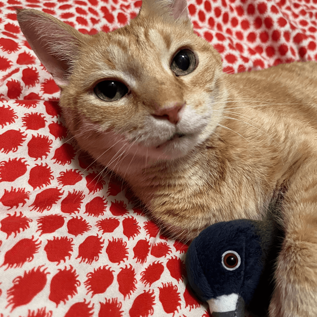 Orange tabby cat with hyperthyroidism on a bed hugging a stuffed pigeon toy