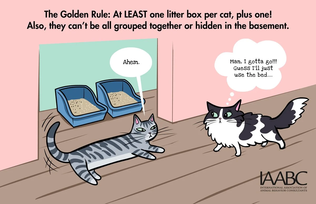 How many litterboxes to have for cats