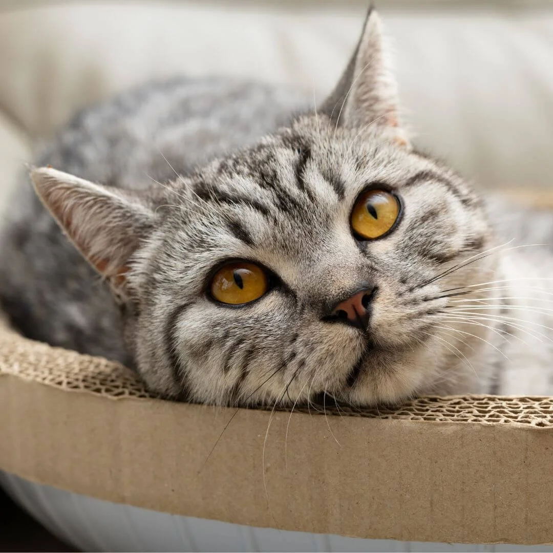 Cat in cardboard scratcher lounger enrichment