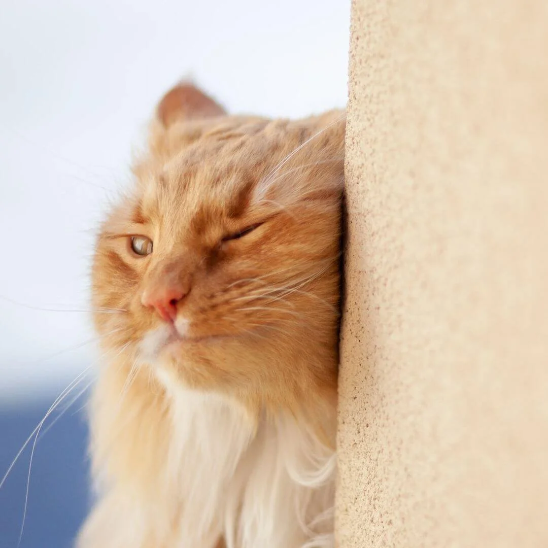 Cat rubbing face against wall leaving pheromones