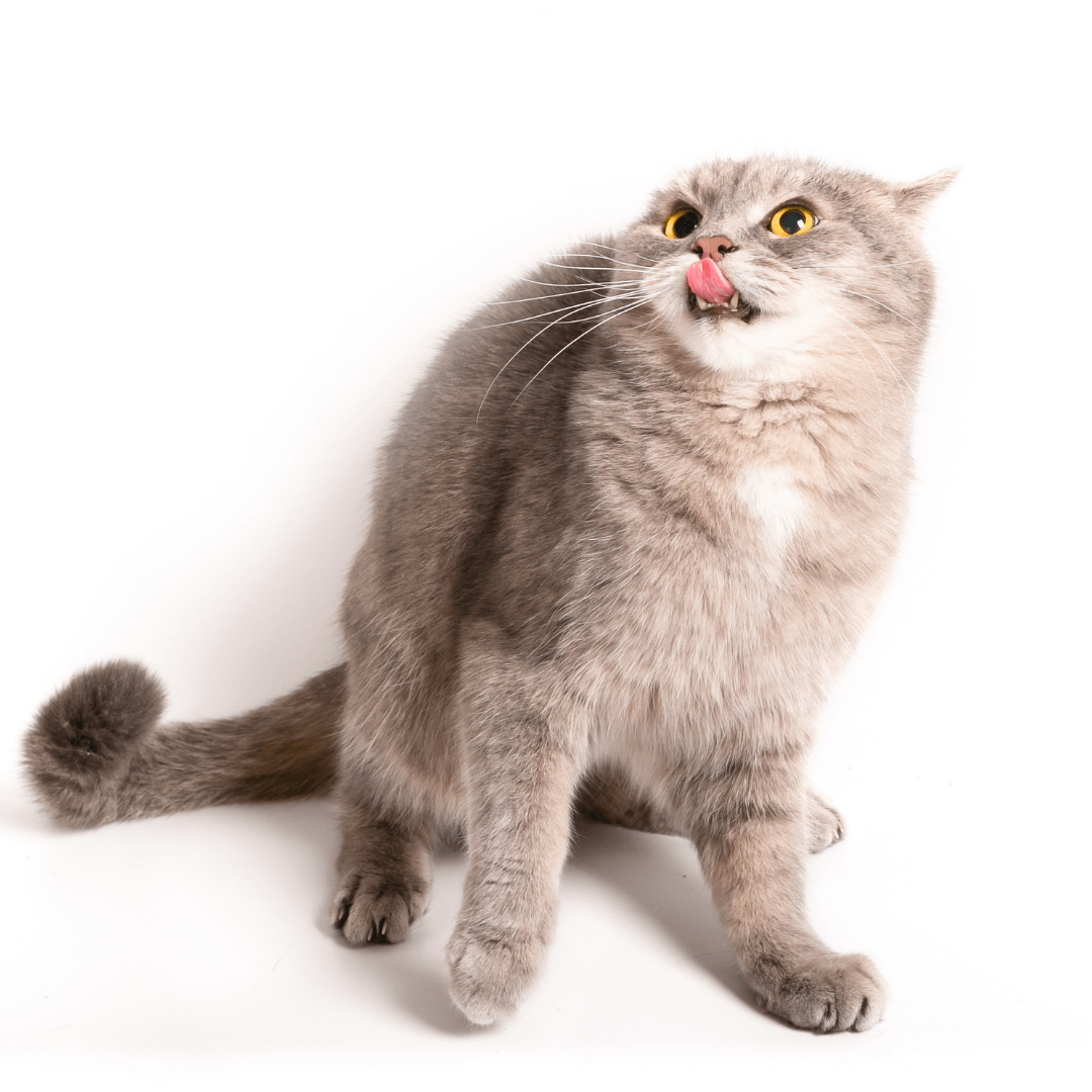 cat showing flight and fidget stress response
