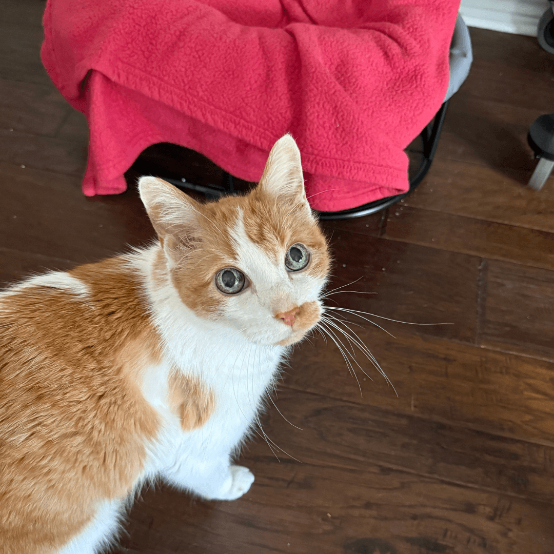 white and orange senior cat, representing age as a factor when considering a second cat
