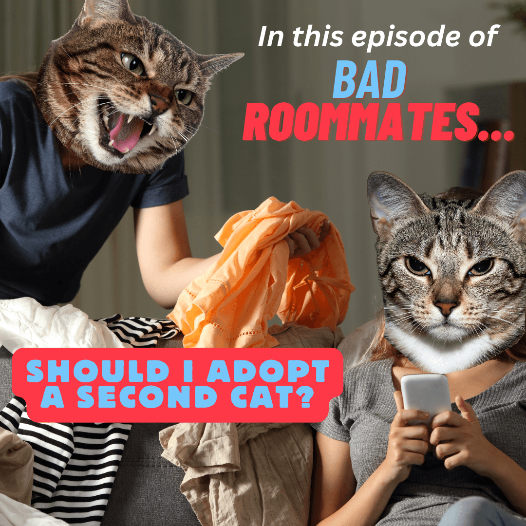 Bad Roommates: Should I Adopt a Second Cat?