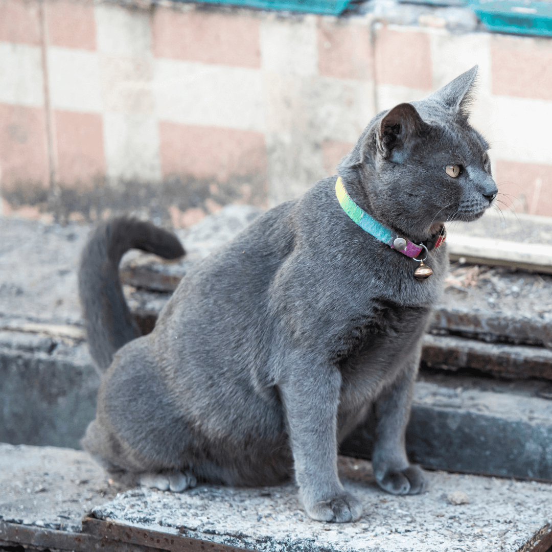 Cat posture squatting while peeing