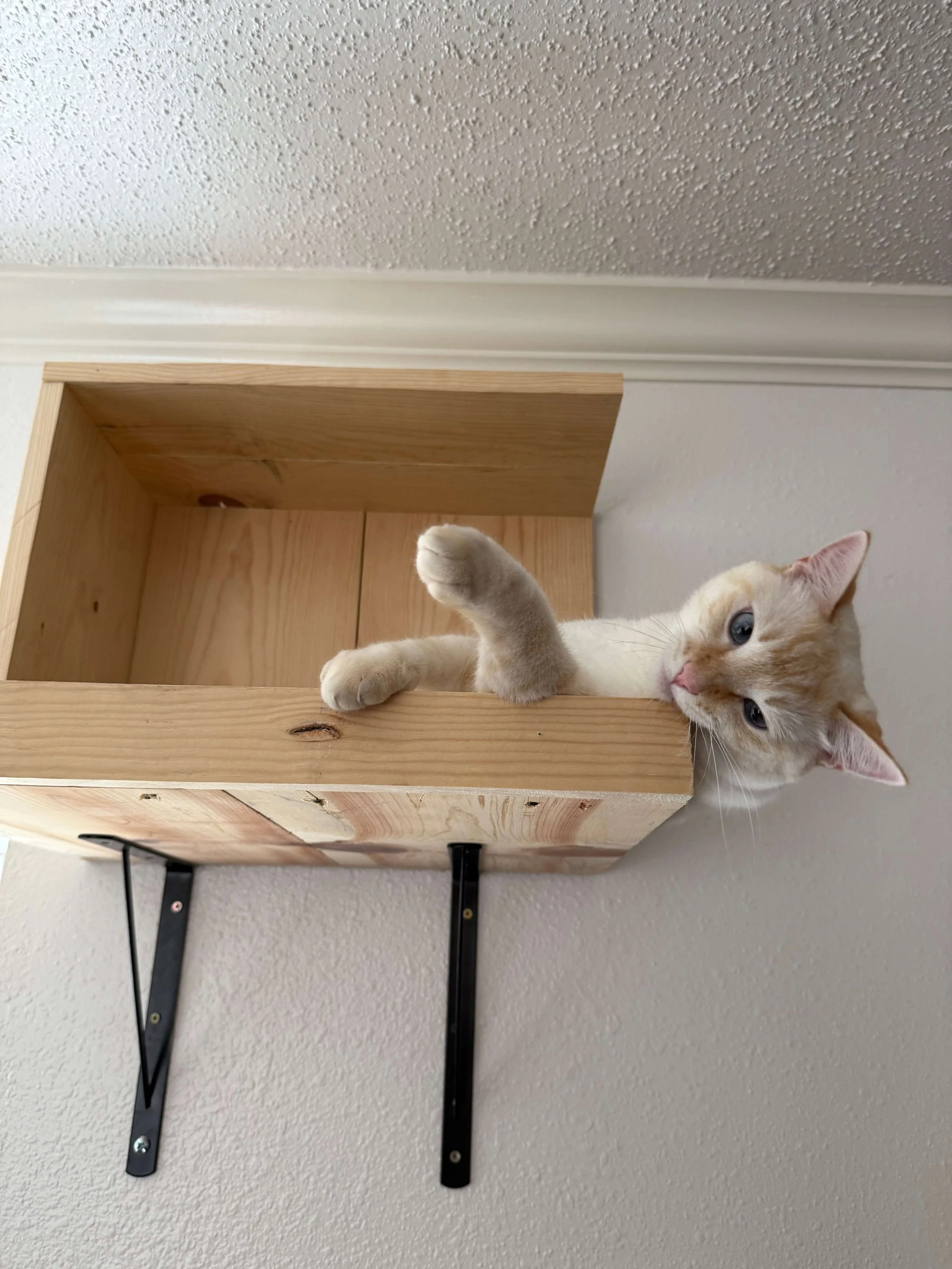 Siamese cat behaviorist Austin.jpeg