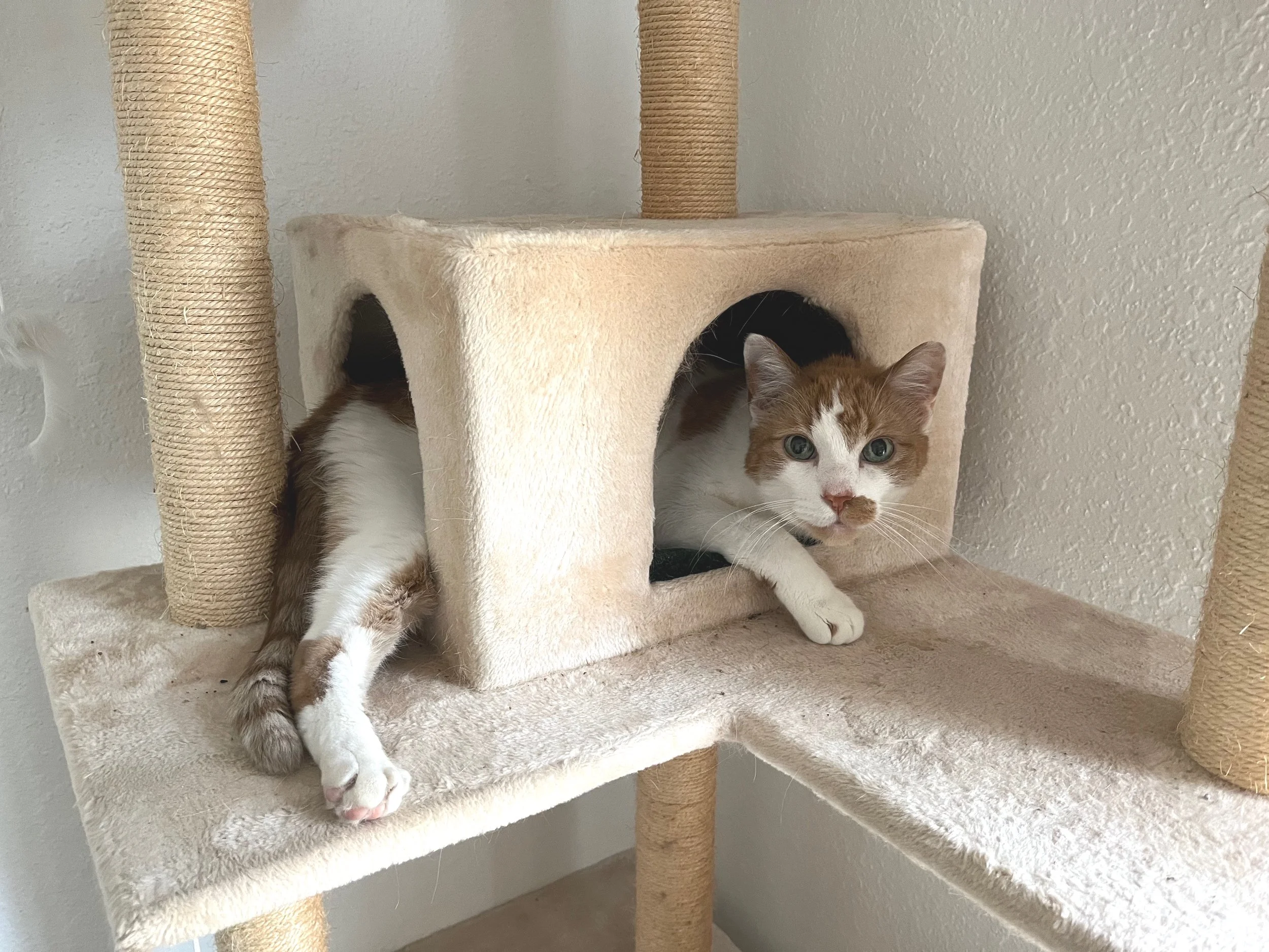 Puff relaxing in his cat tower — My Family Cat housecall service area Austin TX