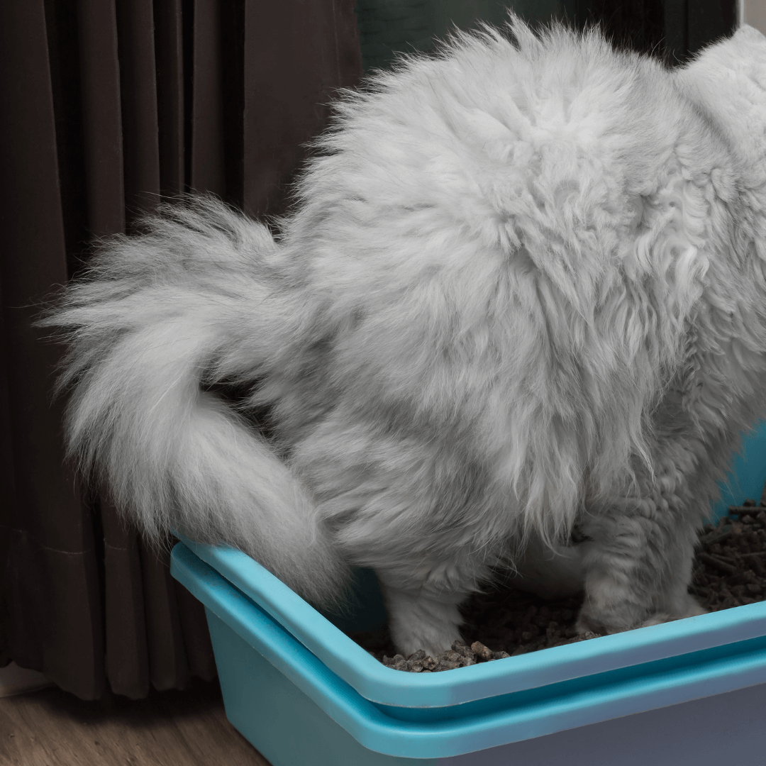 Cat litterbox too small to poop