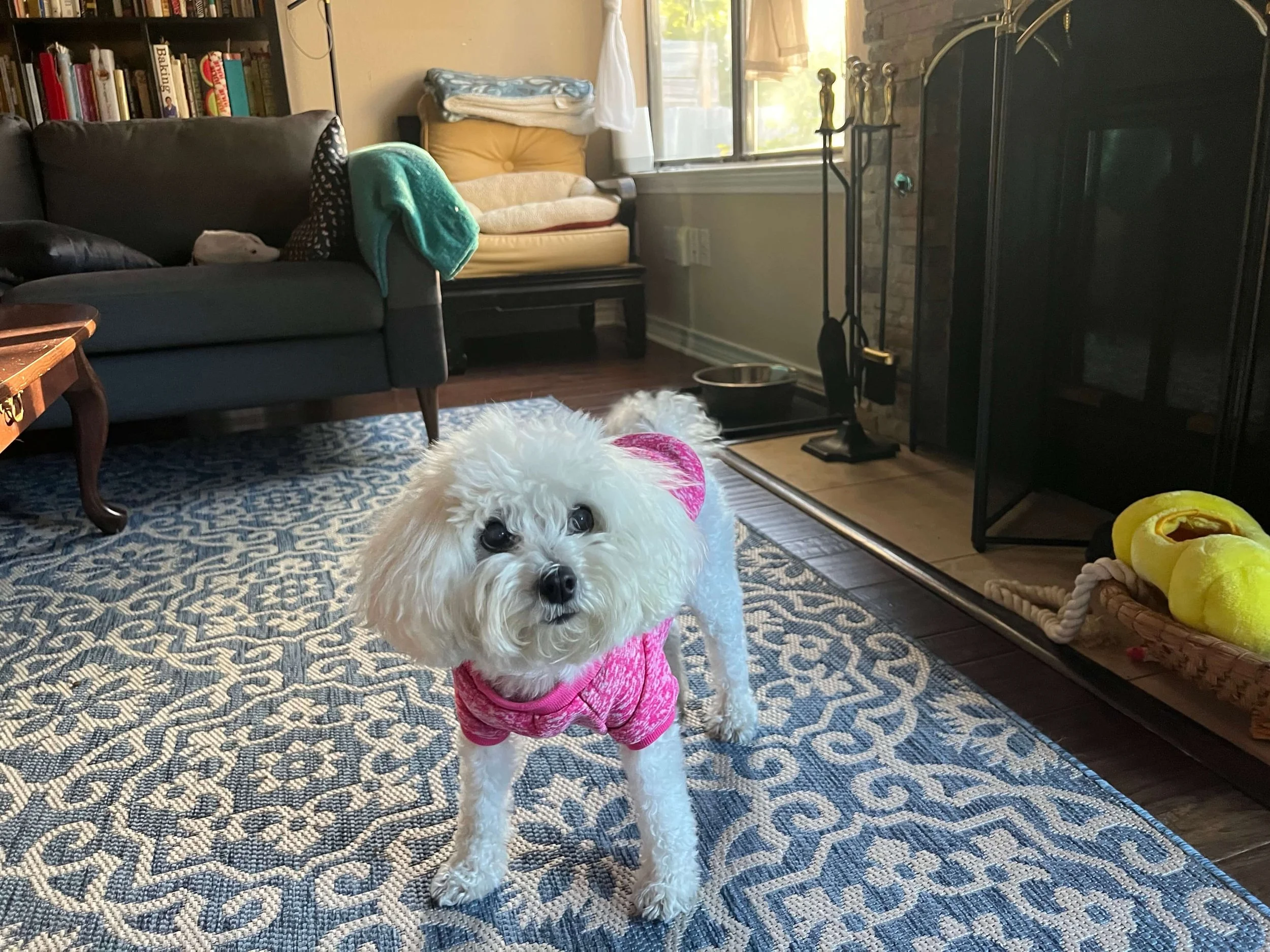Dog with resource guarding behavior