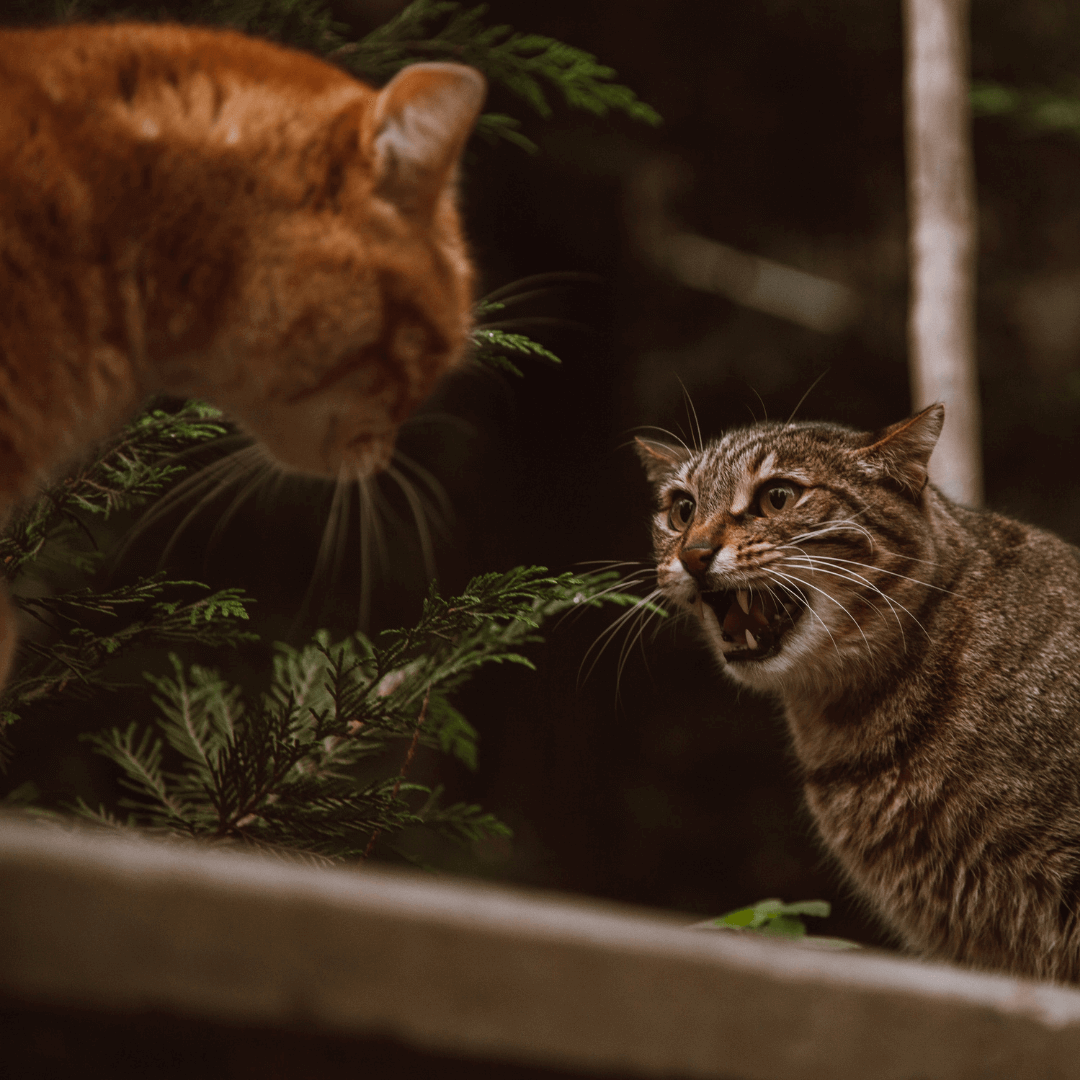 Cats fighting at home