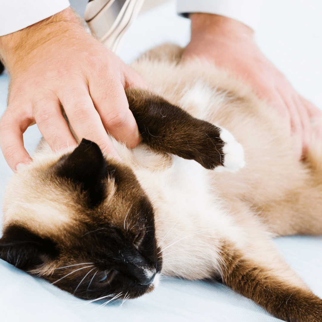 Scared cat showing learned helplessness at the vet clinic