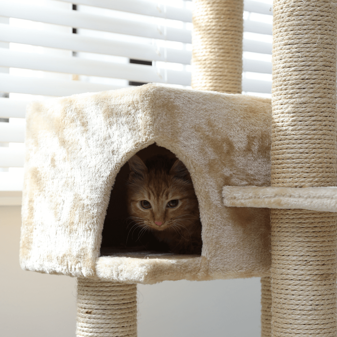 Scared cat hiding in cat cubby