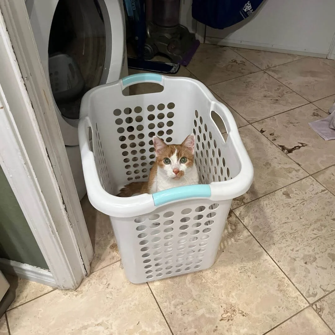 Cat in laundry basket