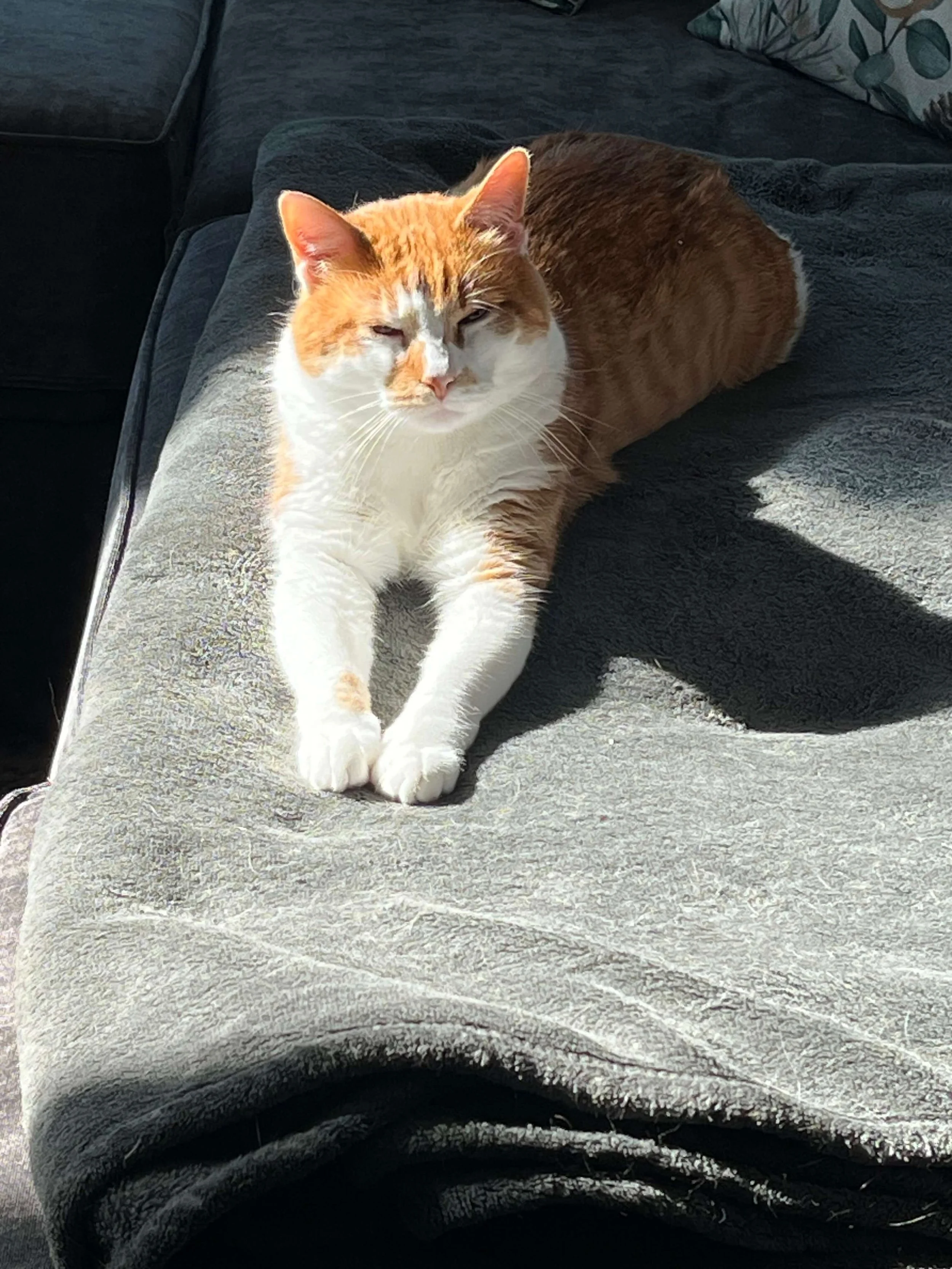 feline-behaviorist-austin.jpeg