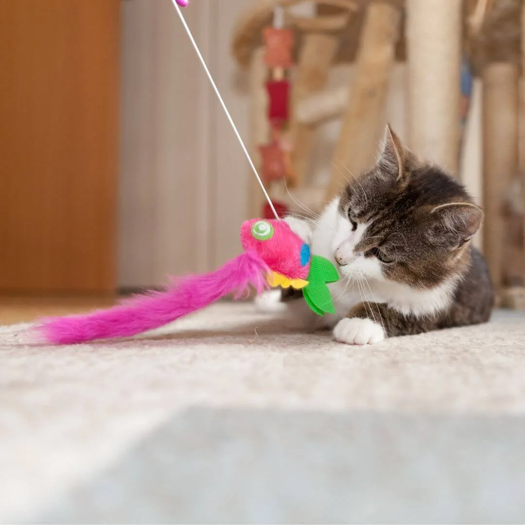 Senior cat playing with wand toy for enrichment