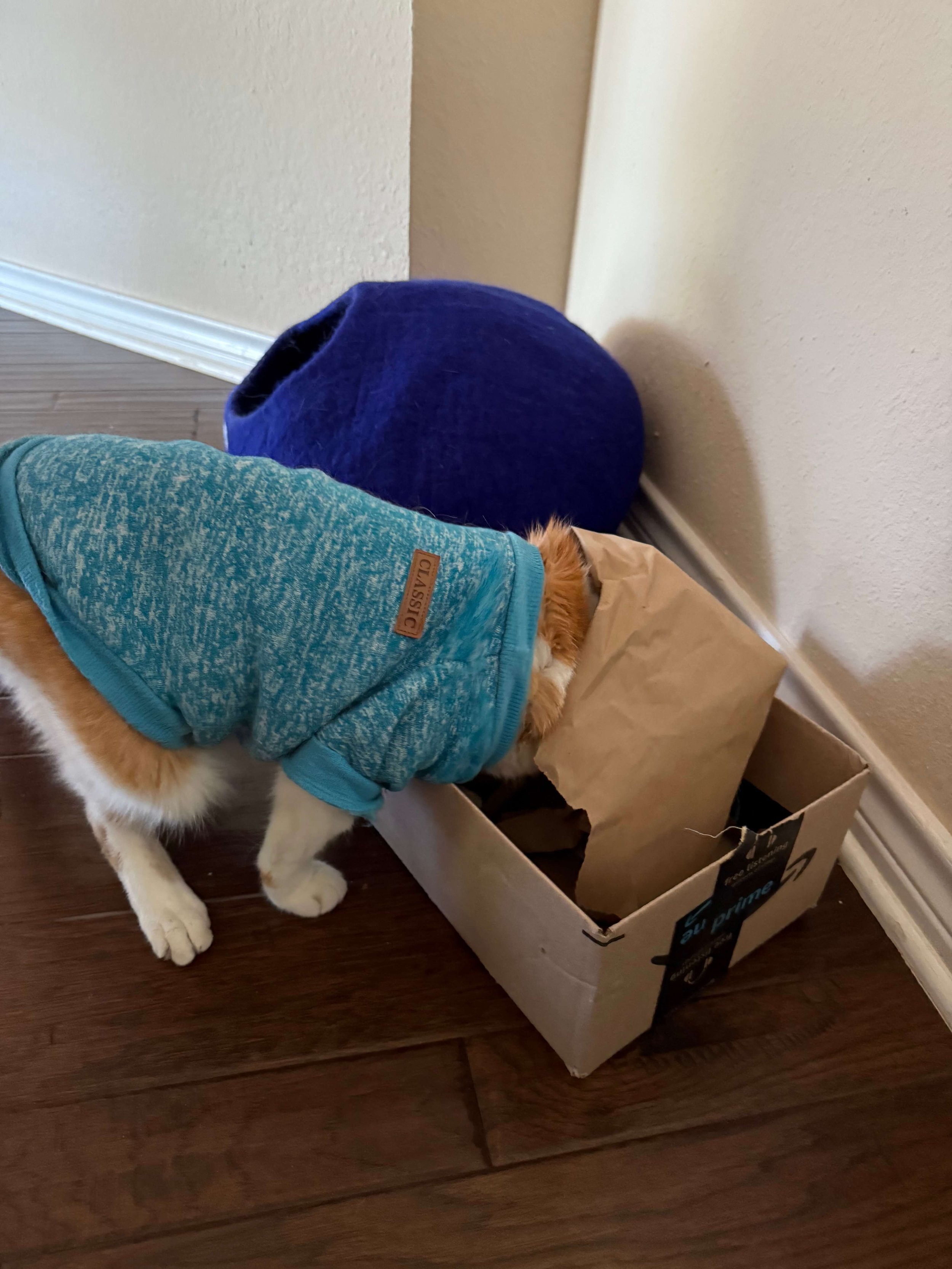 Cat hunting and foraging in box for enrichment