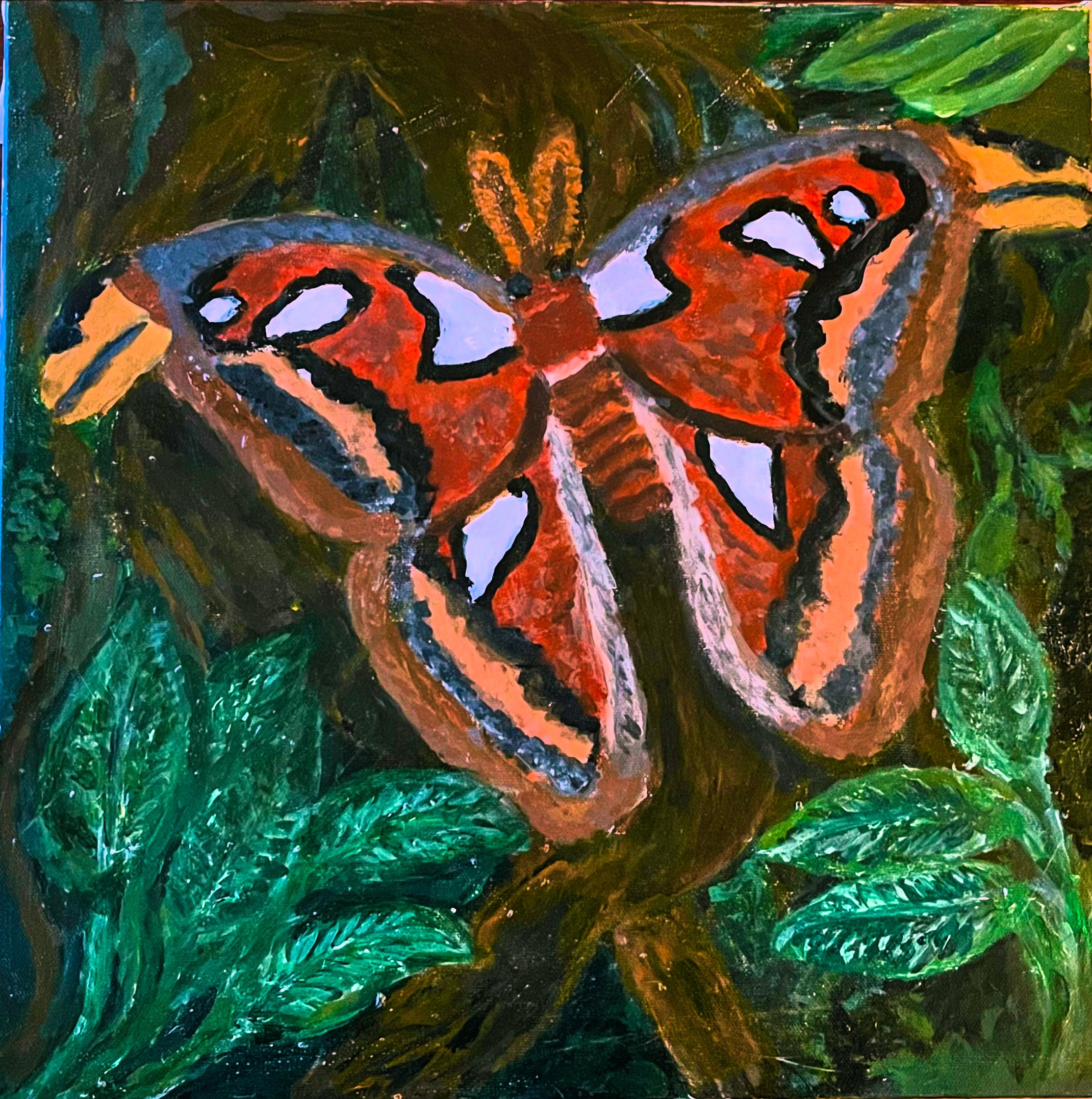 Atlas Moth