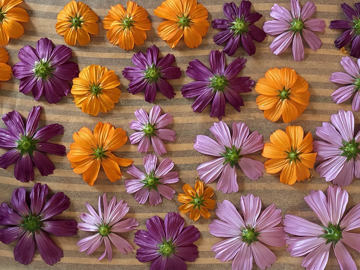 Intro to Natural Dyes at Contemporary Craft!