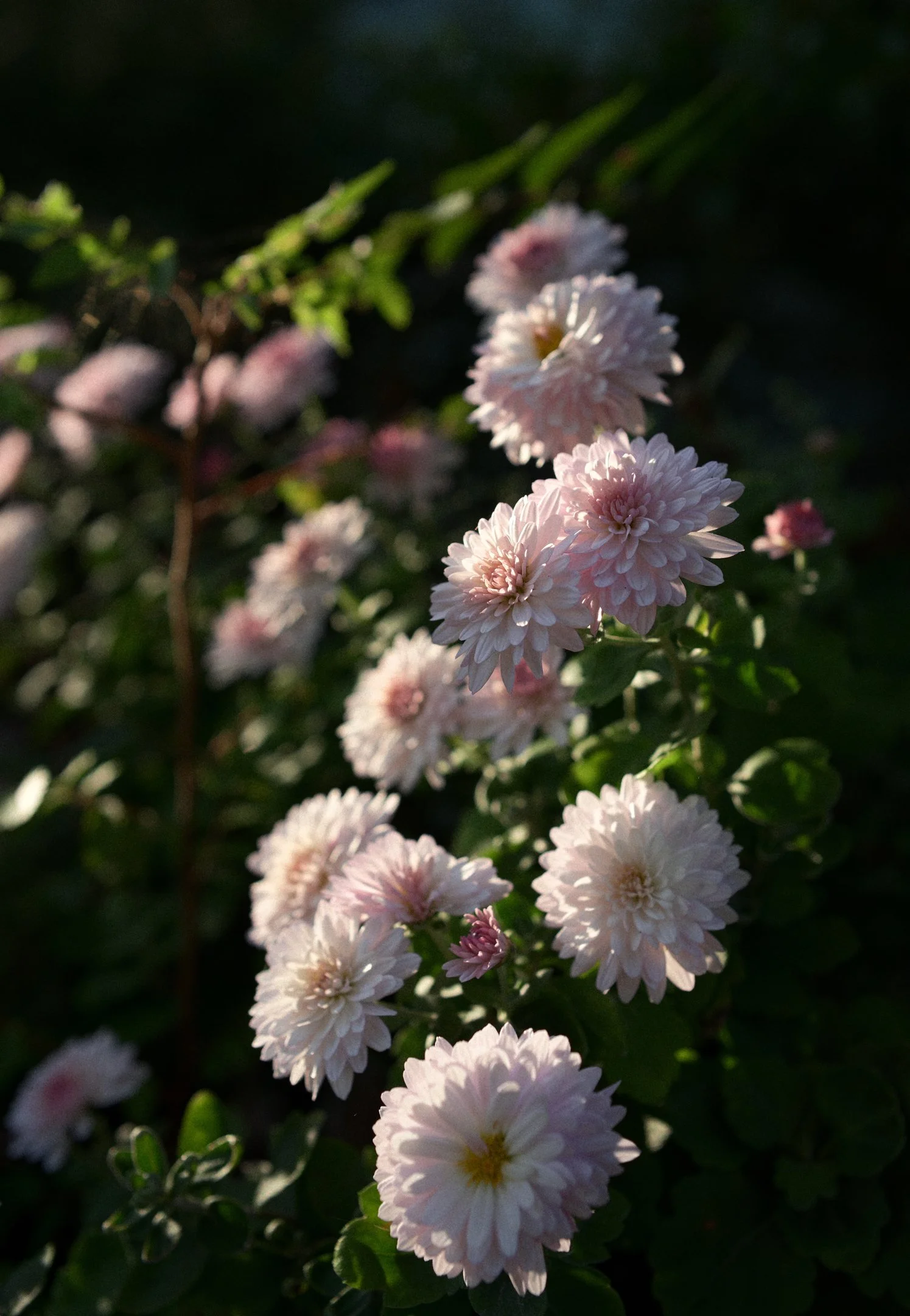 ZFZ_8043_309ZFZ_8043nx.jpg