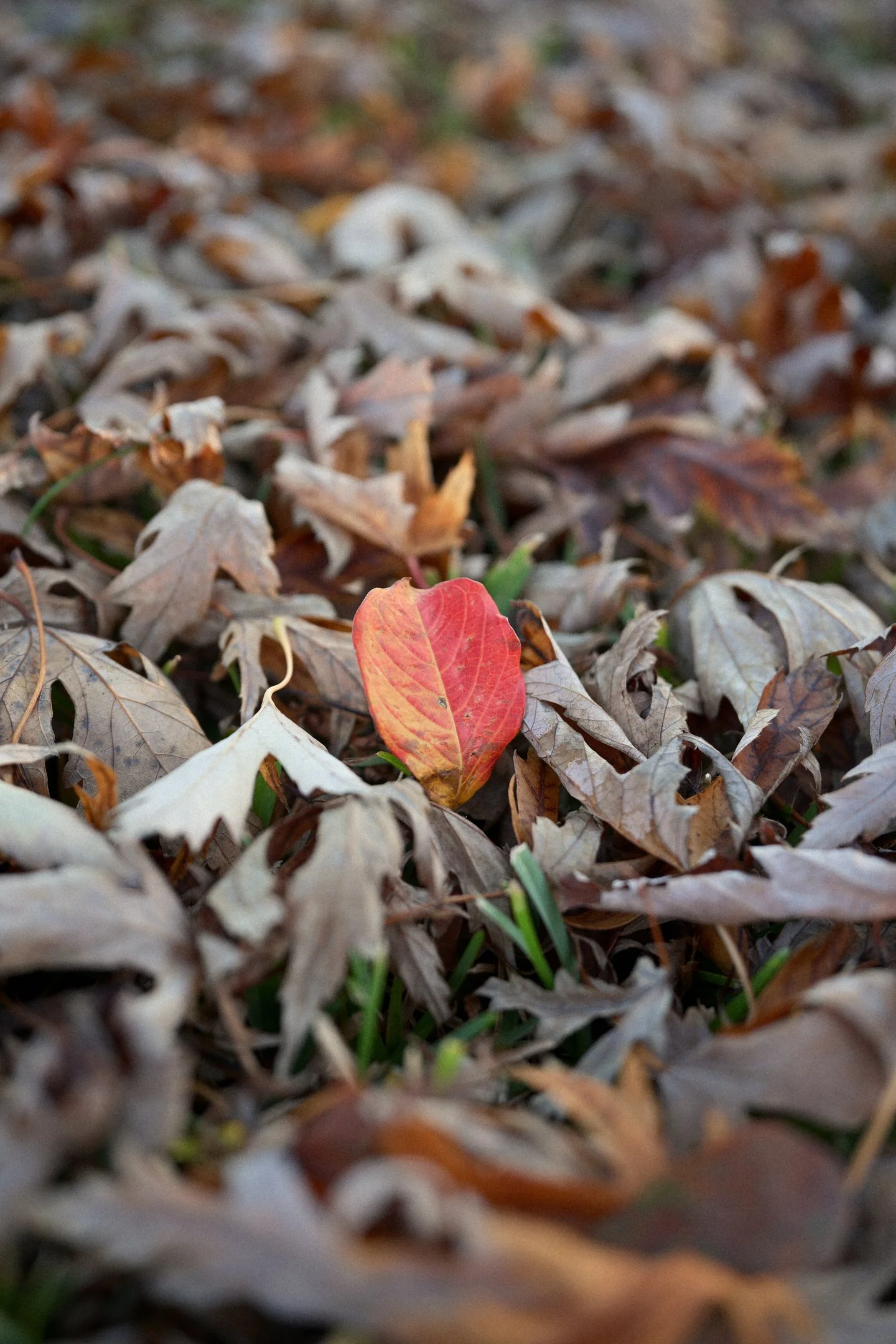 ZFZ_8646_310ZFZ_8646nx.jpg