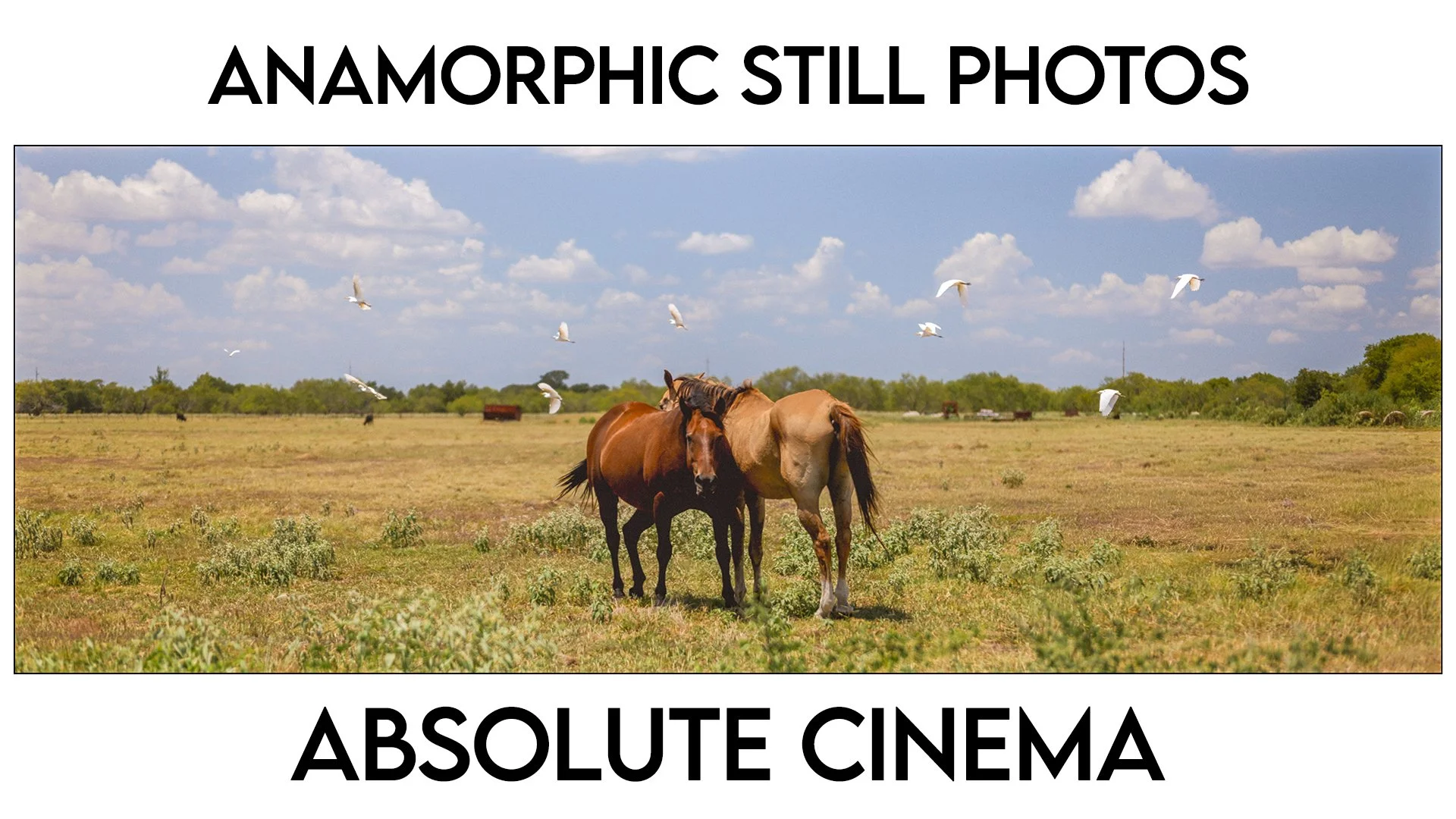 A beginner’s guide to anamorphic still photography