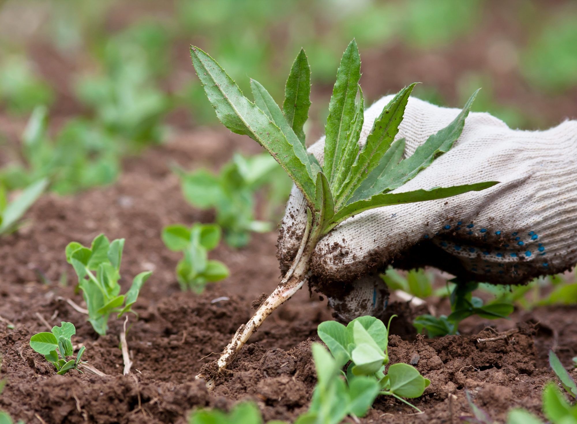 person-pulling-weed-from-garden-2000-85a9256adad24c7cb99a8d7a43a13d08.jpg