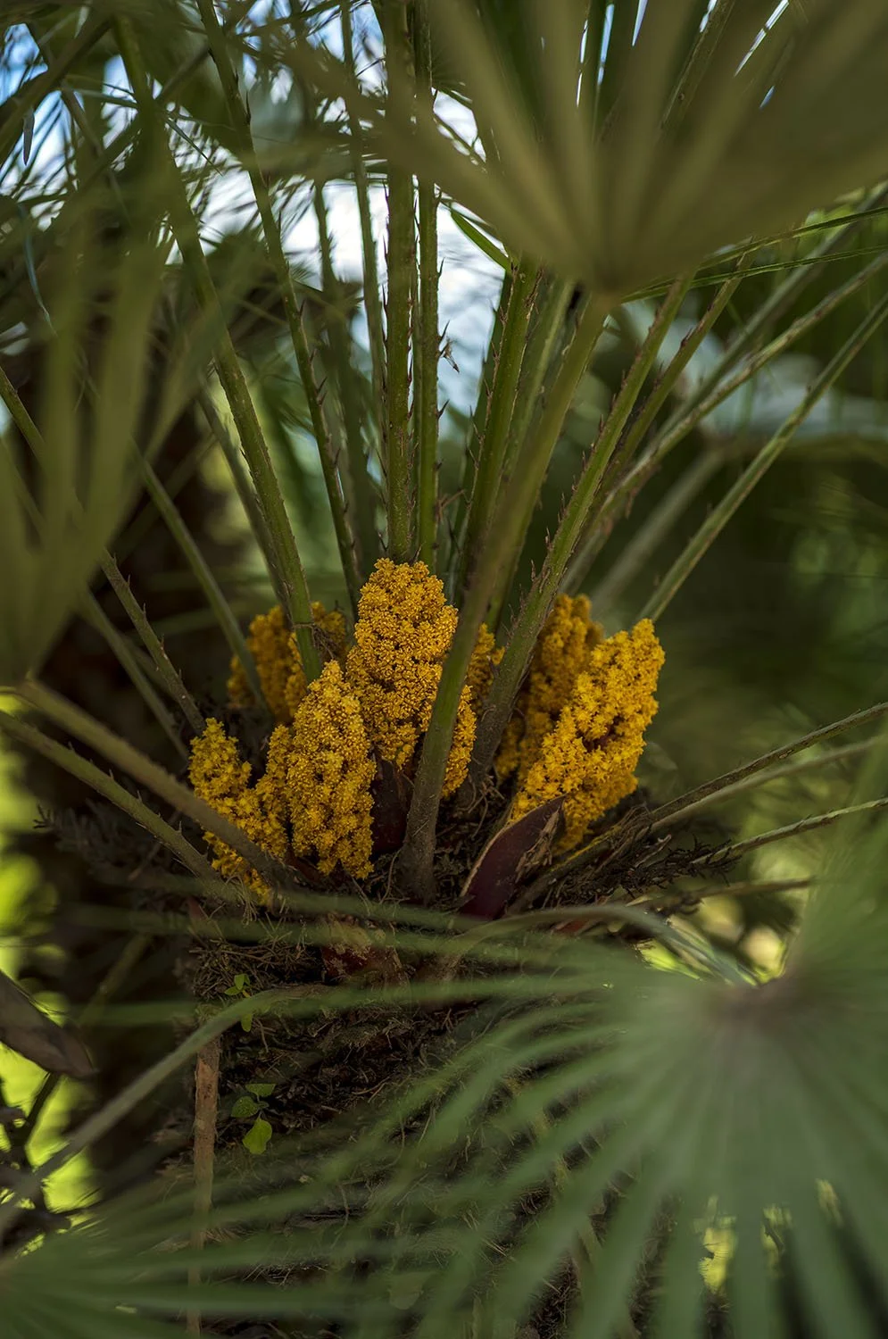 JARDINS DAR KAMILA - 0441.jpg