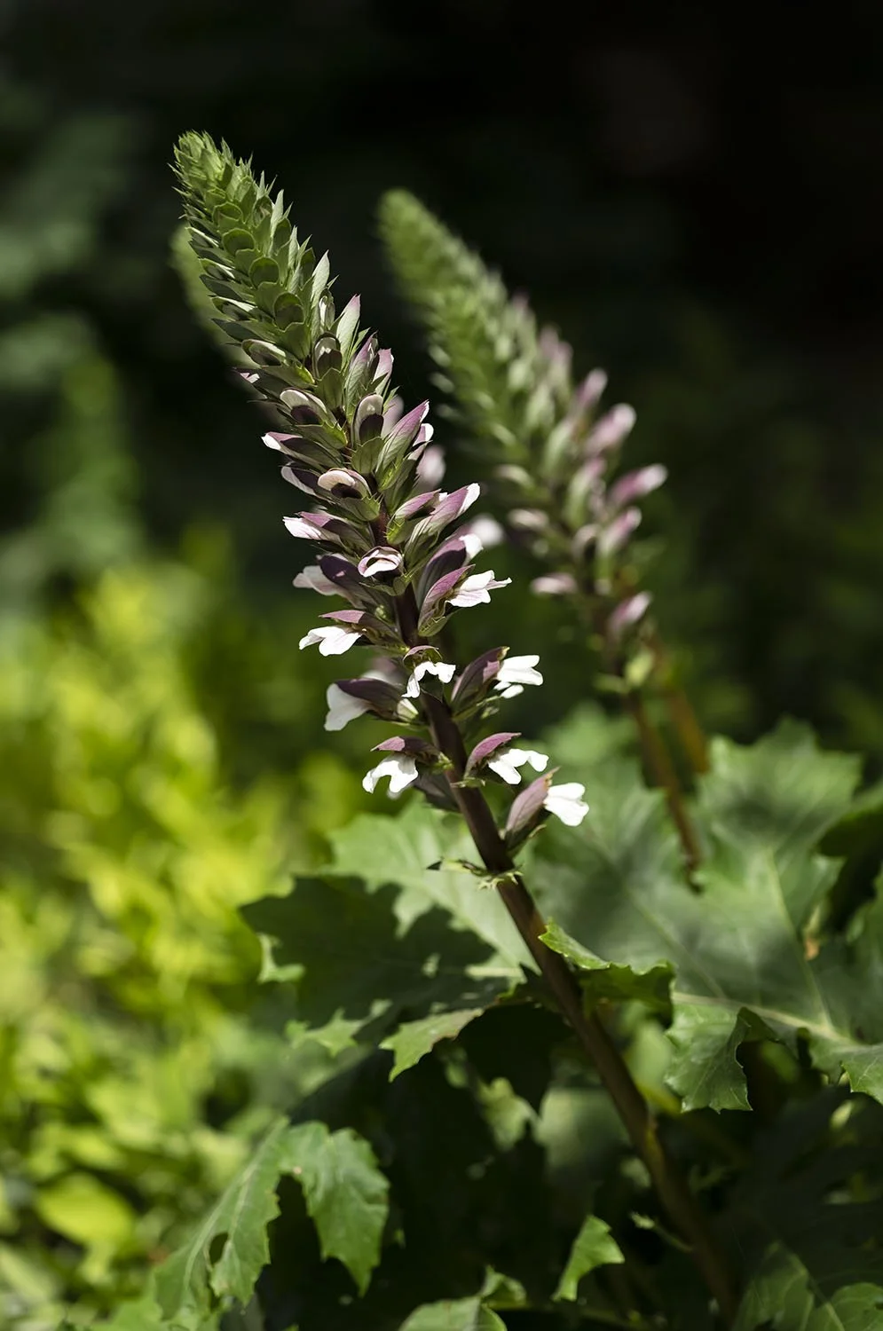 JARDINS DAR KAMILA - 0190.jpg