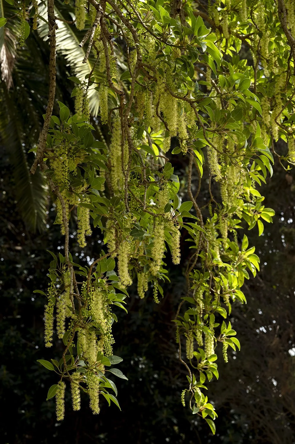 JARDINS DAR KAMILA - 0289.jpg