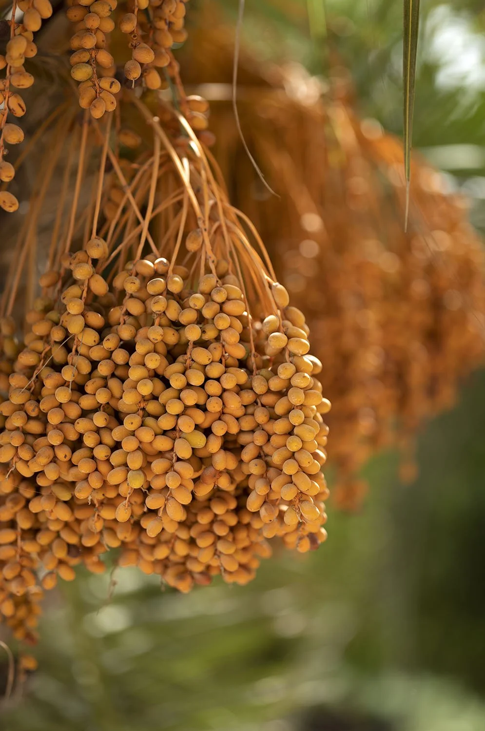 JARDINS DAR KAMILA - 01067.jpg