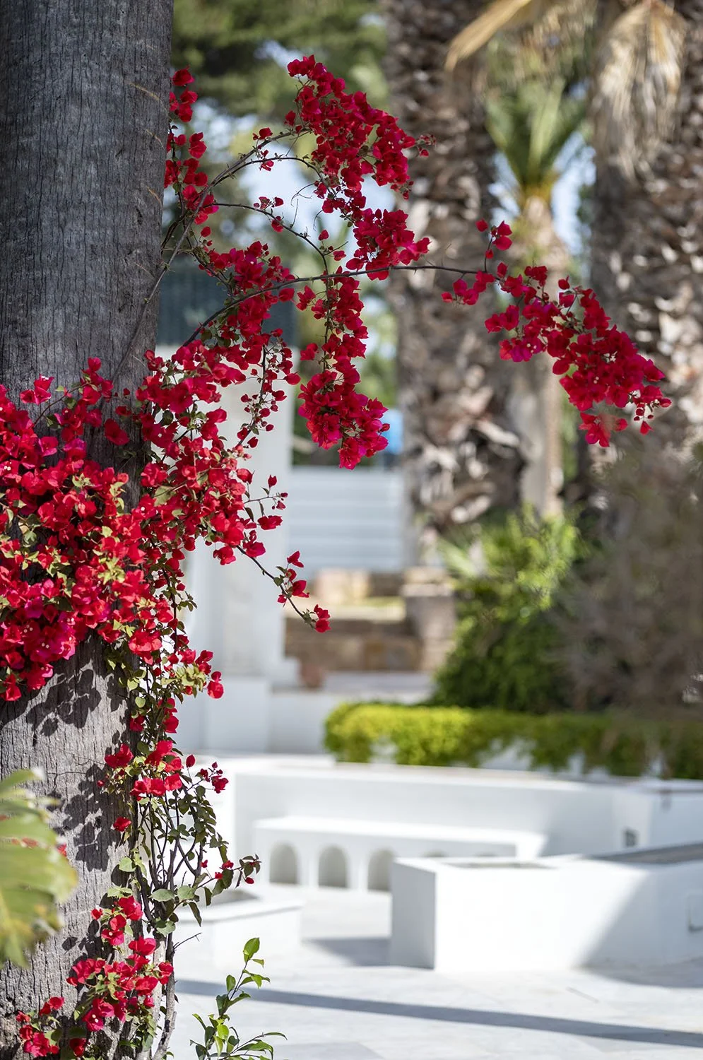 JARDINS DAR KAMILA - 0003.jpg