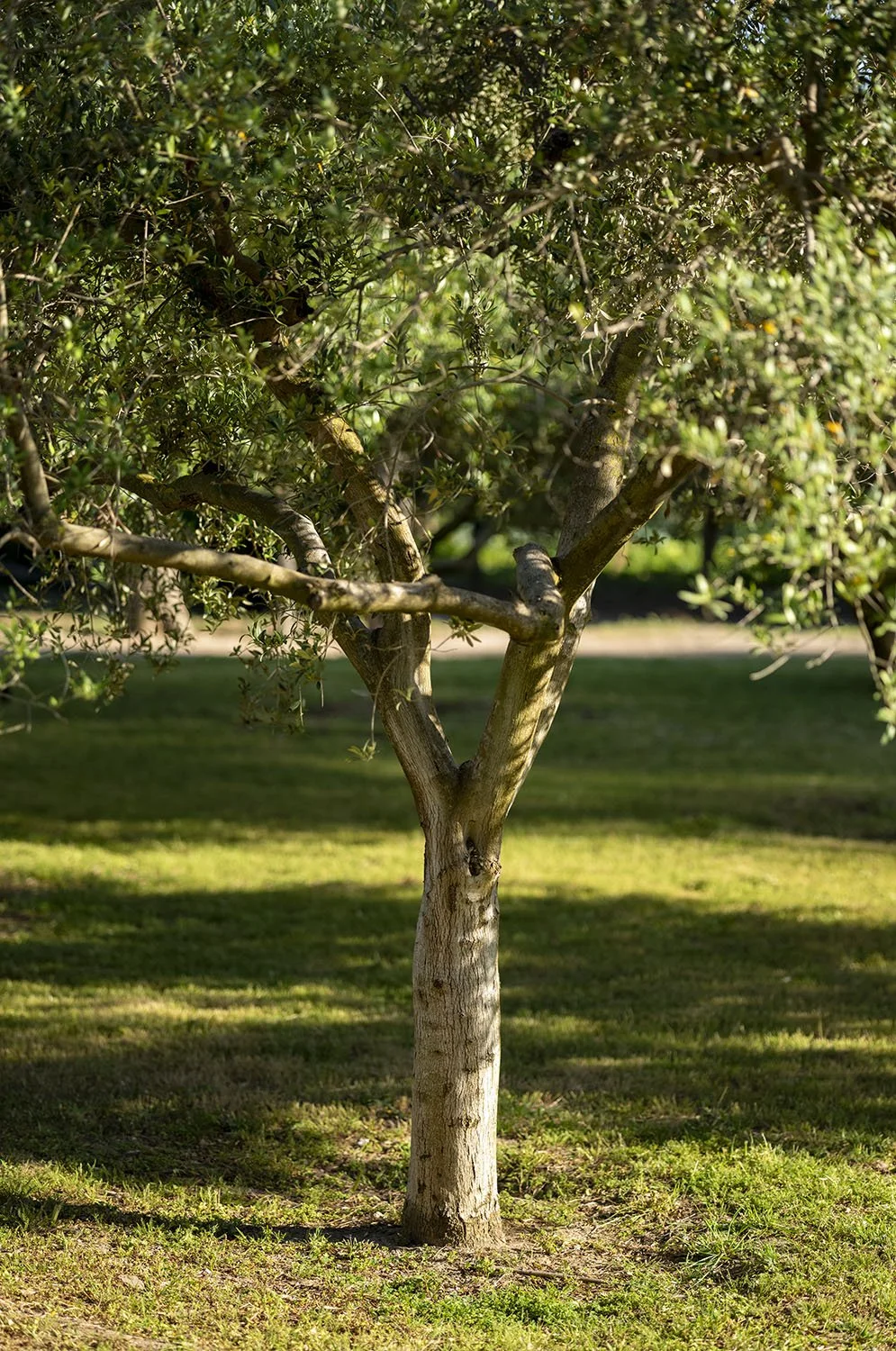 JARDINS DAR KAMILA - 0635.jpg
