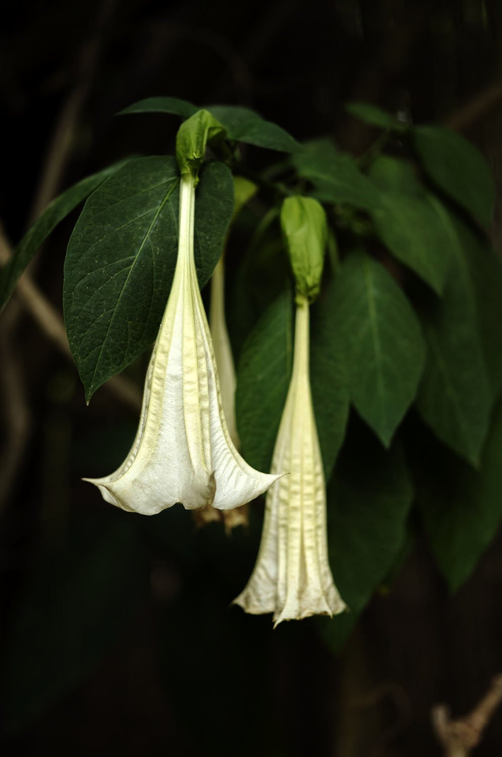 JARDINS DAR KAMILA - 01201.jpg